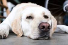 Transform your garage into a safe haven for your dog